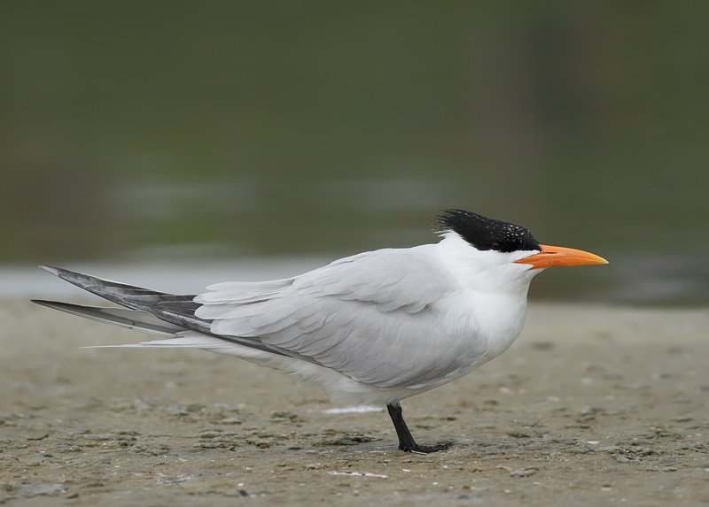 Royal Tern