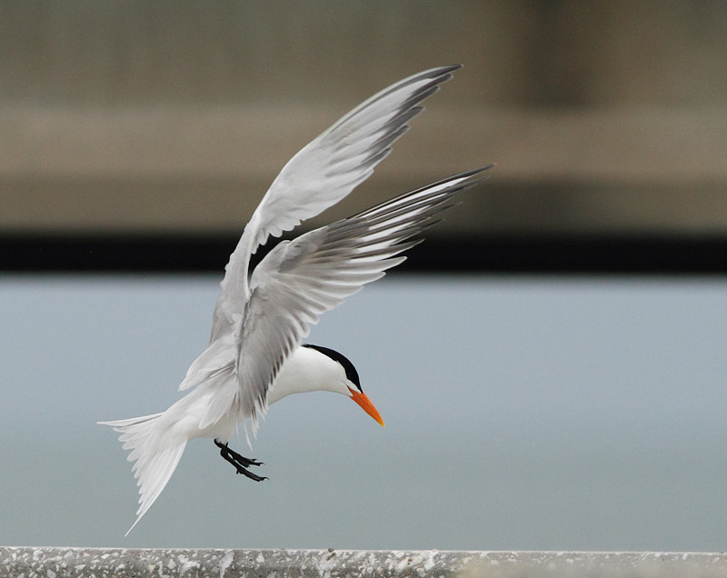 Royal Tern