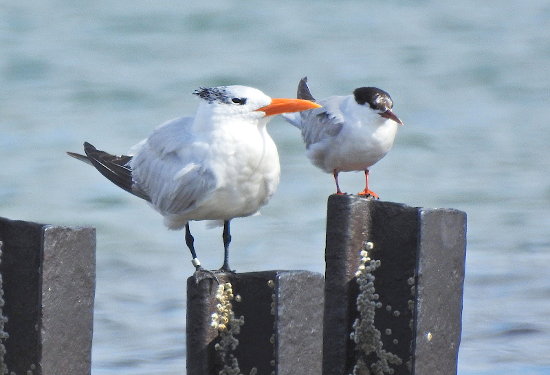 Royal Tern