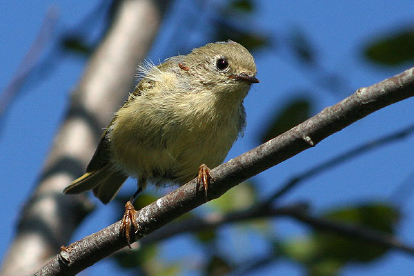 Ruby-crowned Kinglet