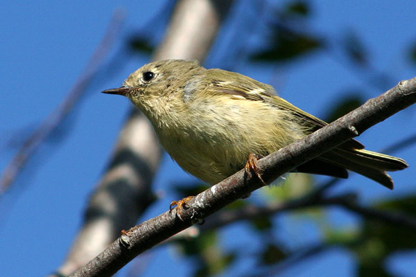 Ruby-crowned Kinglet