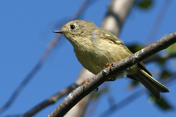 Ruby-crowned Kinglet