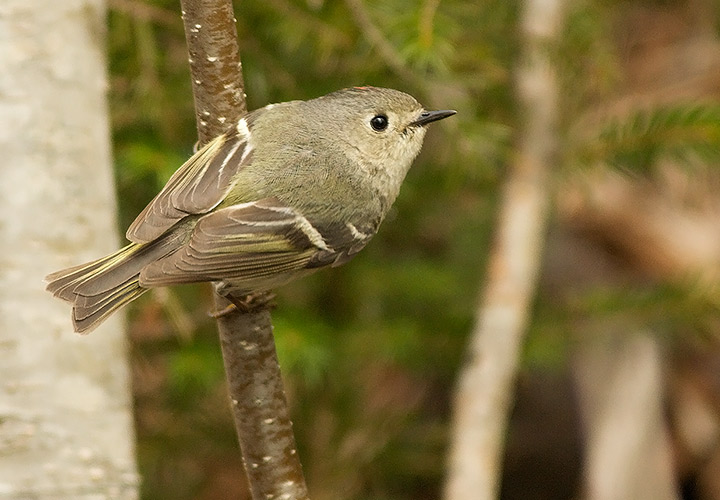 Ruby-crowned Kinglet