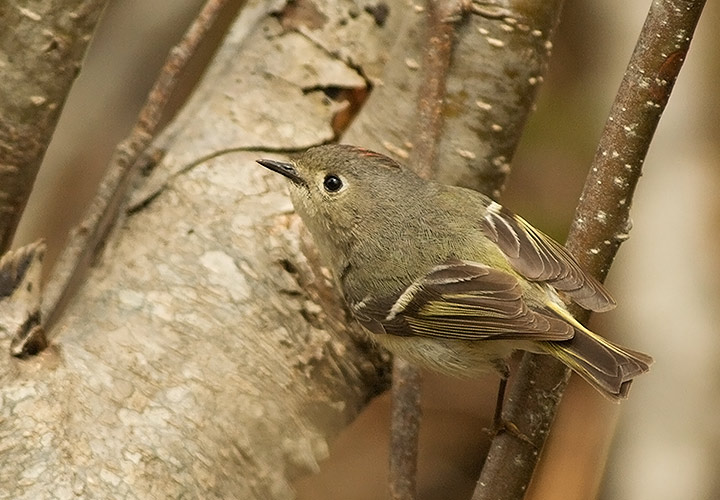 Ruby-crowned Kinglet