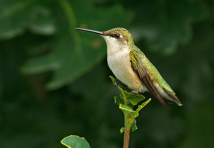 Ruby-throated Hummingbird