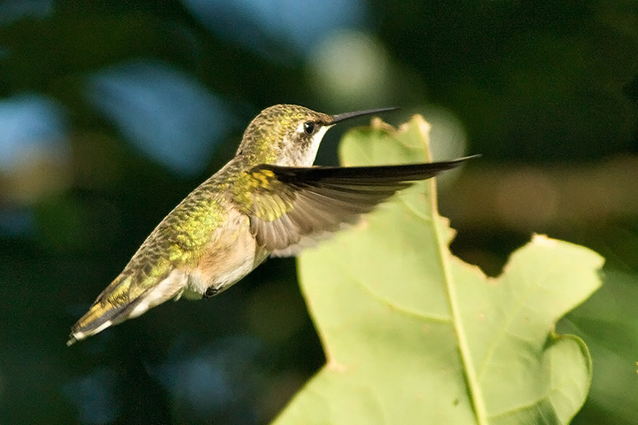 Ruby-throated Hummingbird