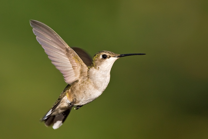 Ruby-throated Hummingbird