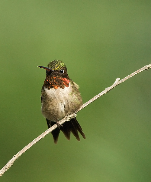 Ruby-throated Hummingbird