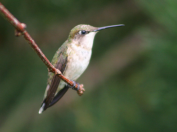 Ruby-throated Hummingbird