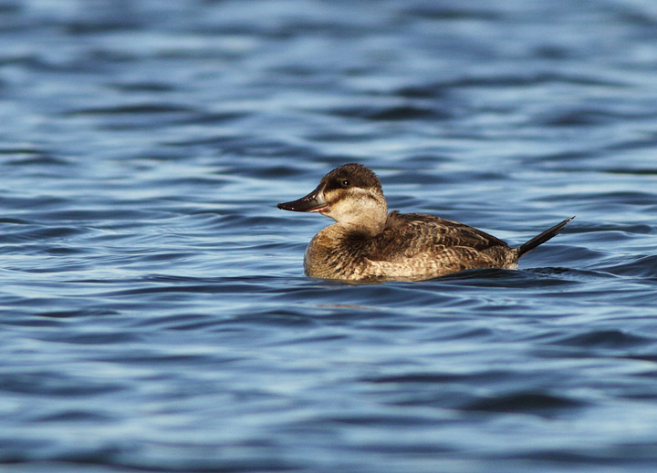 Ruddy Duck