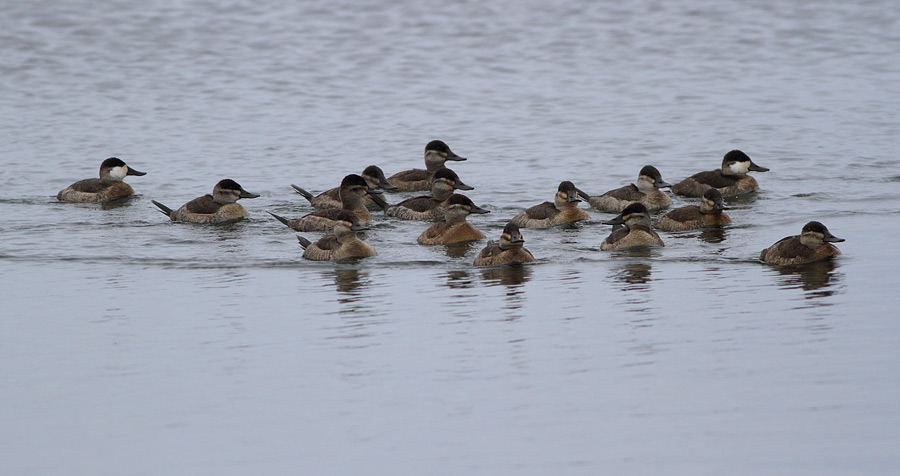 Ruddy Duck