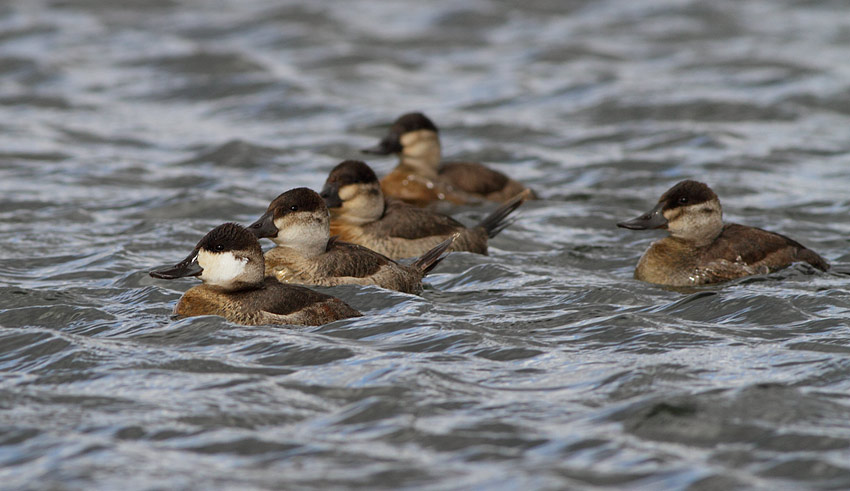 Ruddy Duck