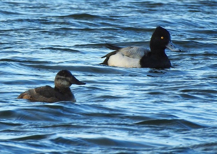 Ruddy Duck