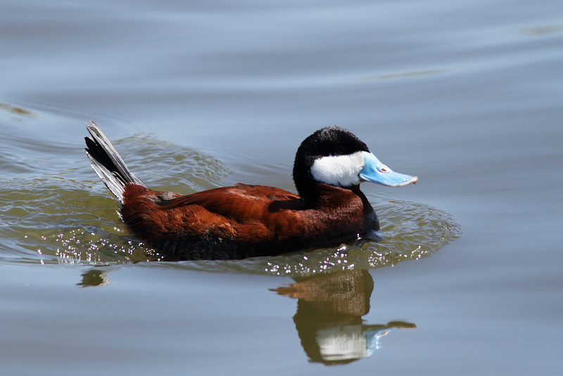 Ruddy Duck