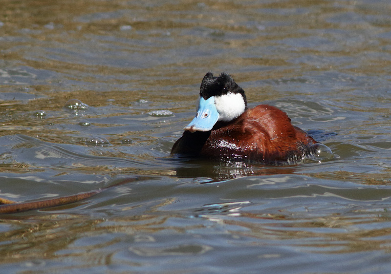 Ruddy Duck