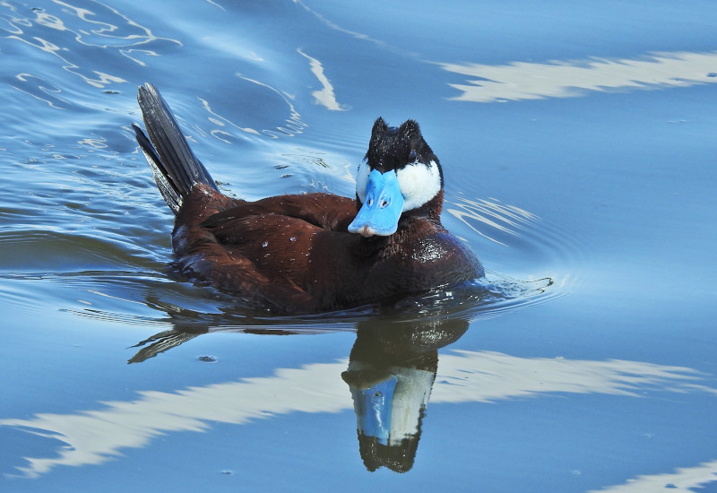 Ruddy Duck