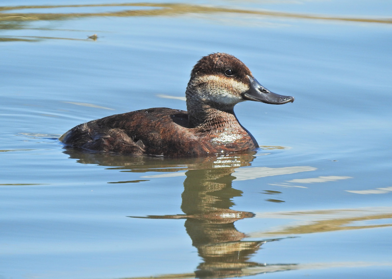 Ruddy Duck