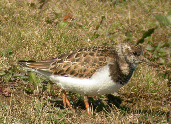 Ruddy Turnstone