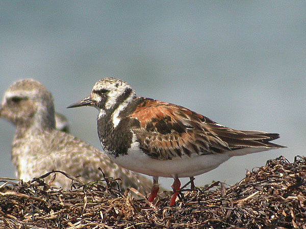 Ruddy Turnstone
