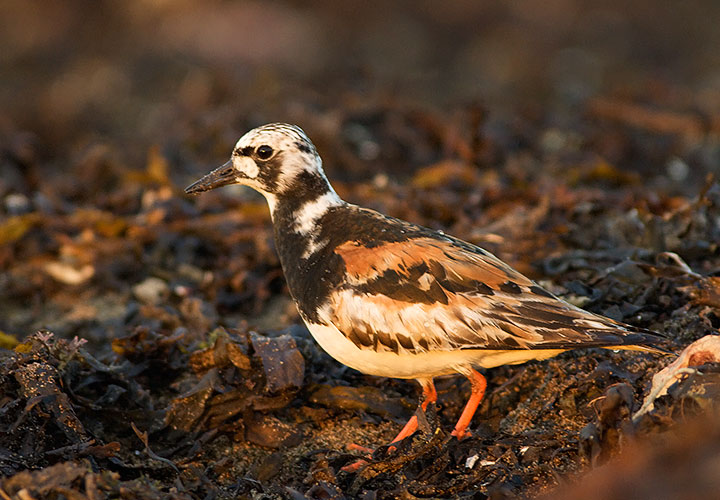 Ruddy Turnstone