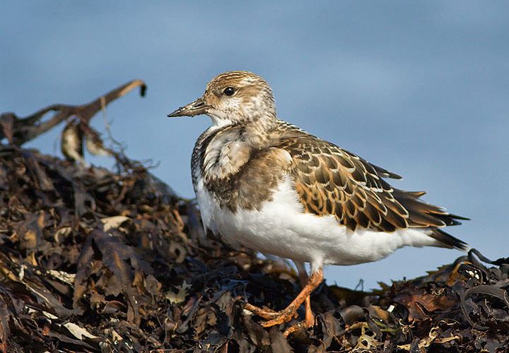 Ruddy Turnstone