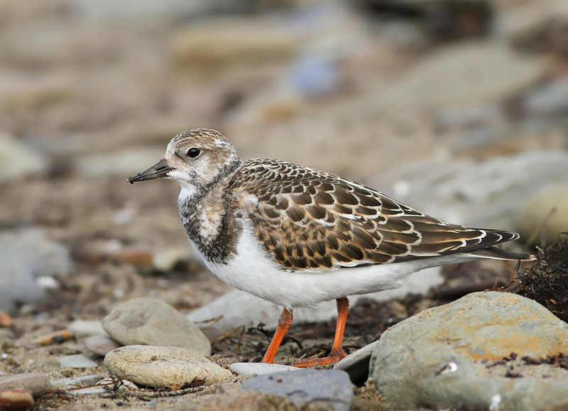 Ruddy Turnstone