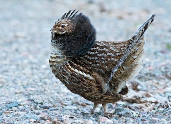 Ruffed Grouse