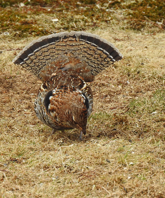 Ruffed Grouse