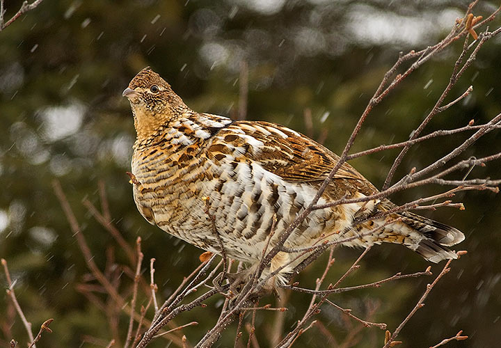 Ruffed Grouse