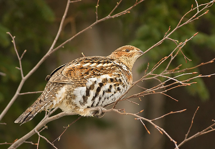 Ruffed Grouse