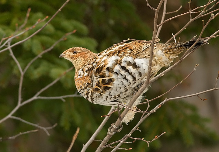 Ruffed Grouse