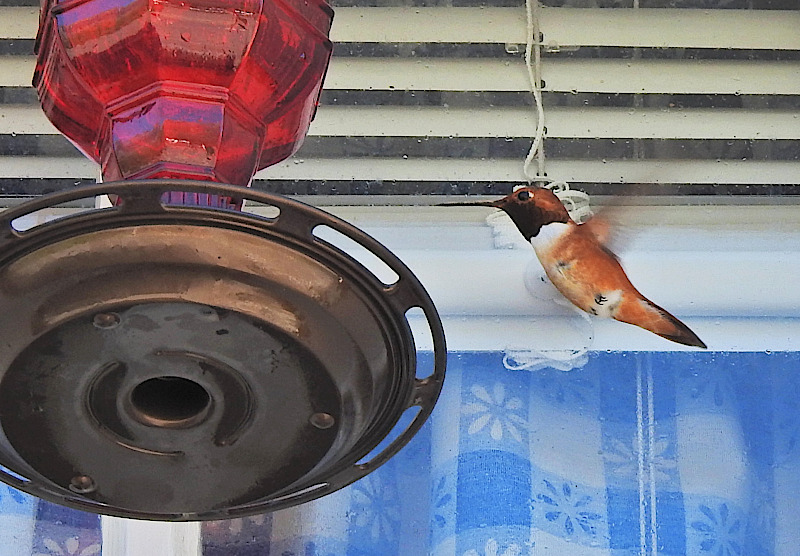 Rufous Hummingbird