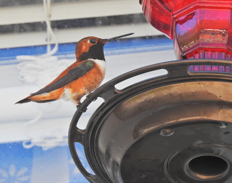 Rufous Hummingbird