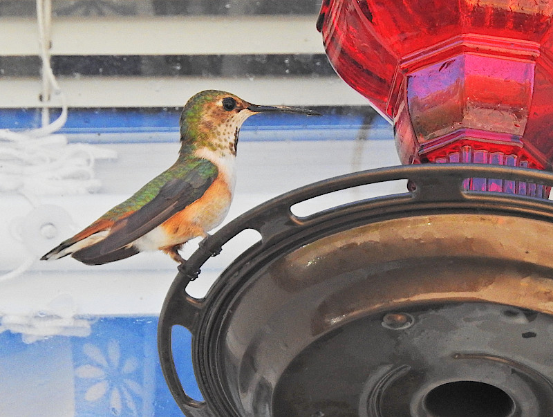 Rufous Hummingbird