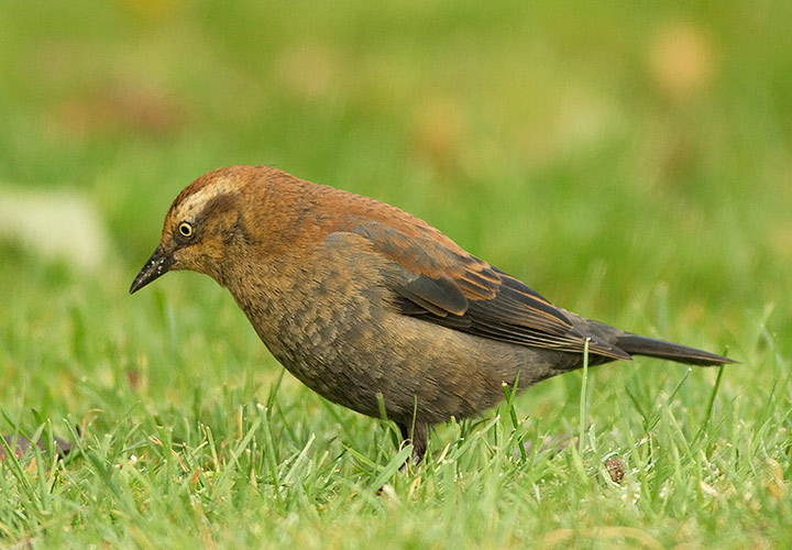 Rusty Blackbird