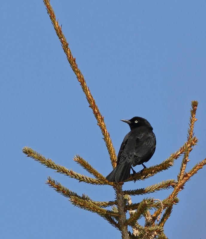 Rusty Blackbird