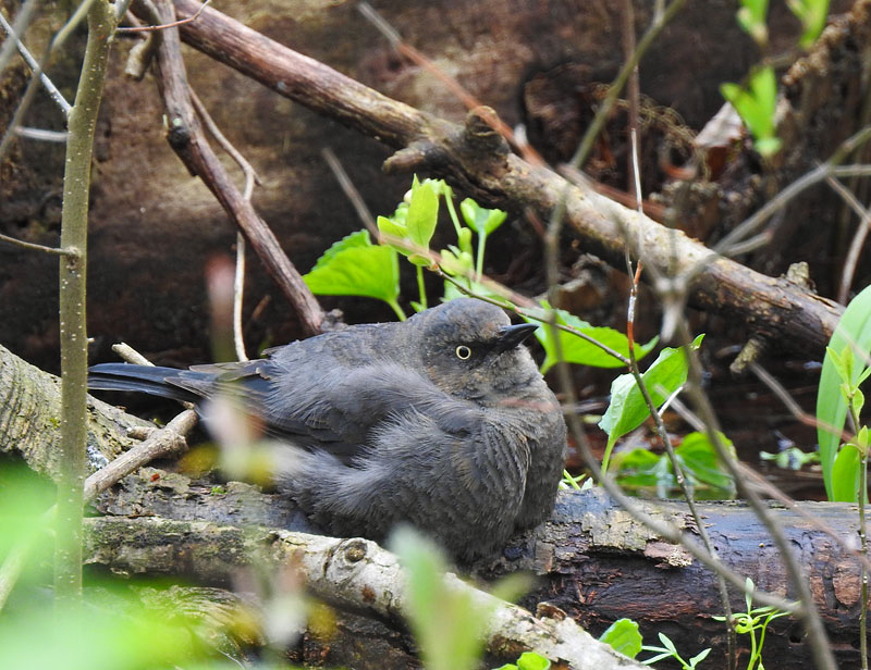 Rusty Blackbird