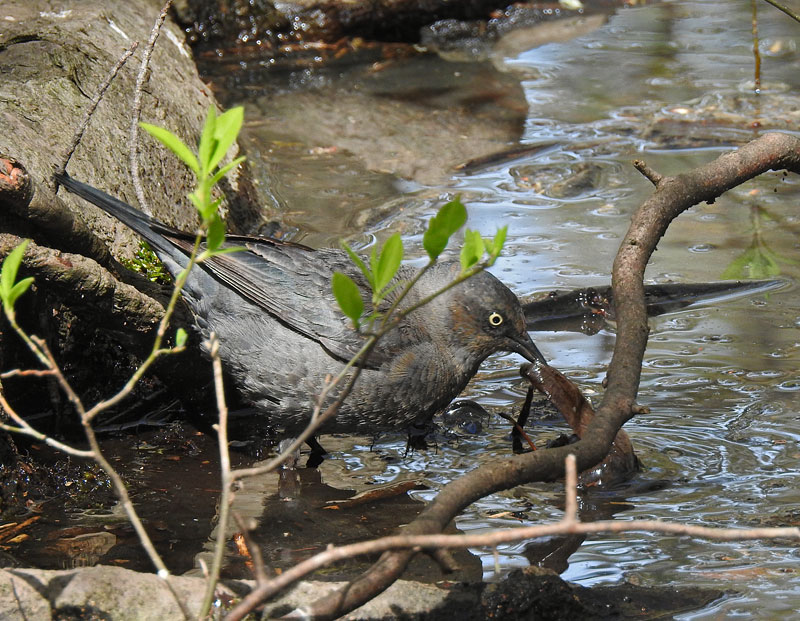 Rusty Blackbird