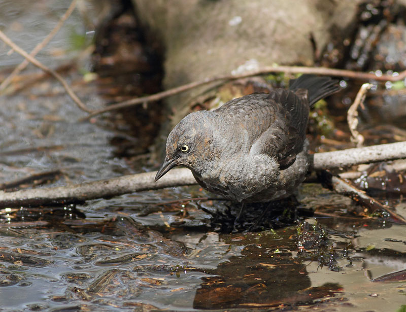 Rusty Blackbird