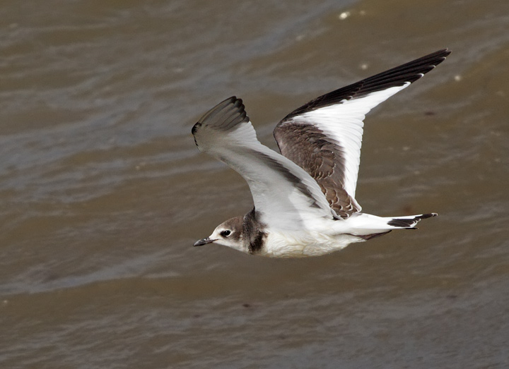 Sabine's Gull