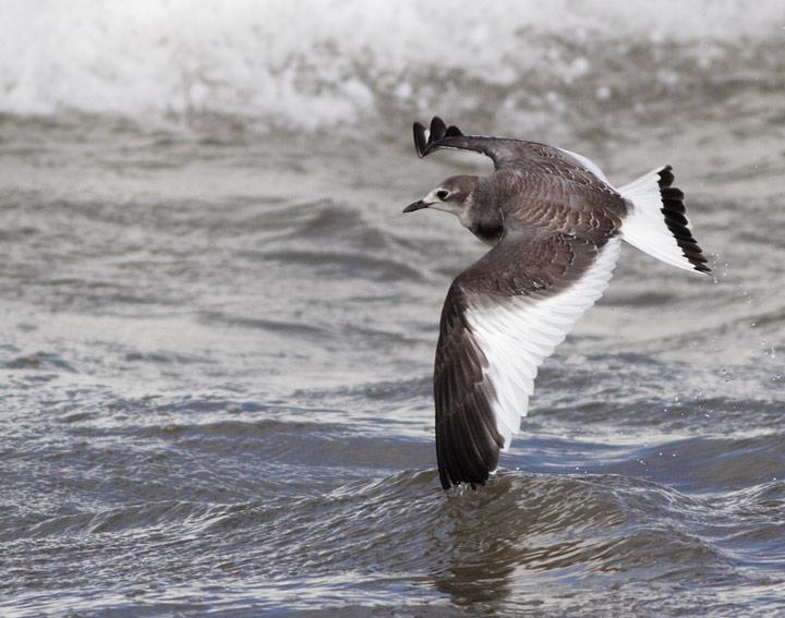 Sabine's Gull