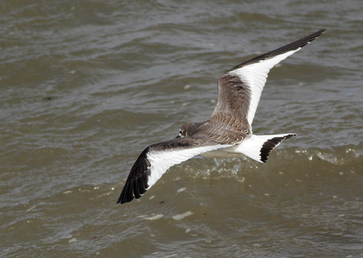 Sabine's Gull