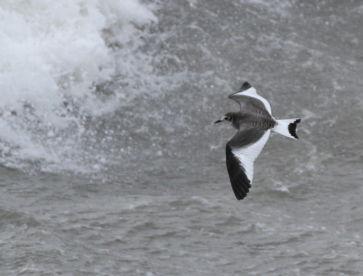 Sabine's Gull