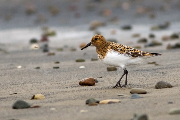 Sanderling