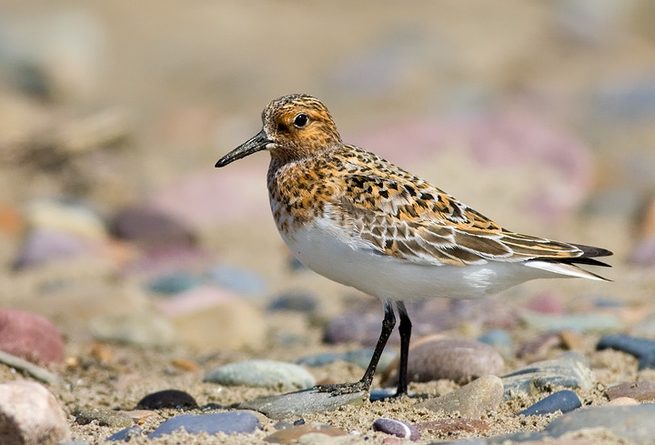 Sanderling