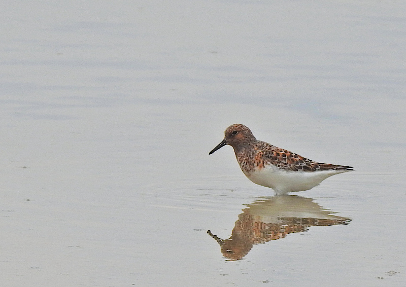 Sanderling