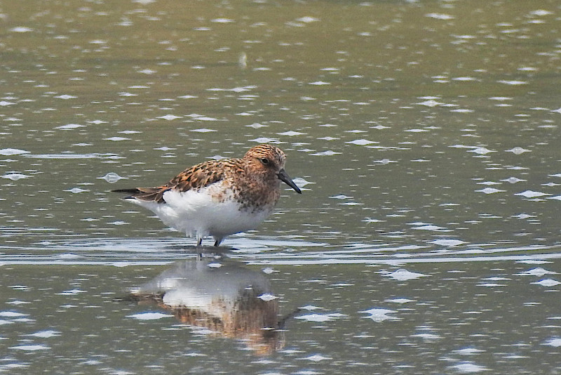 Sanderling