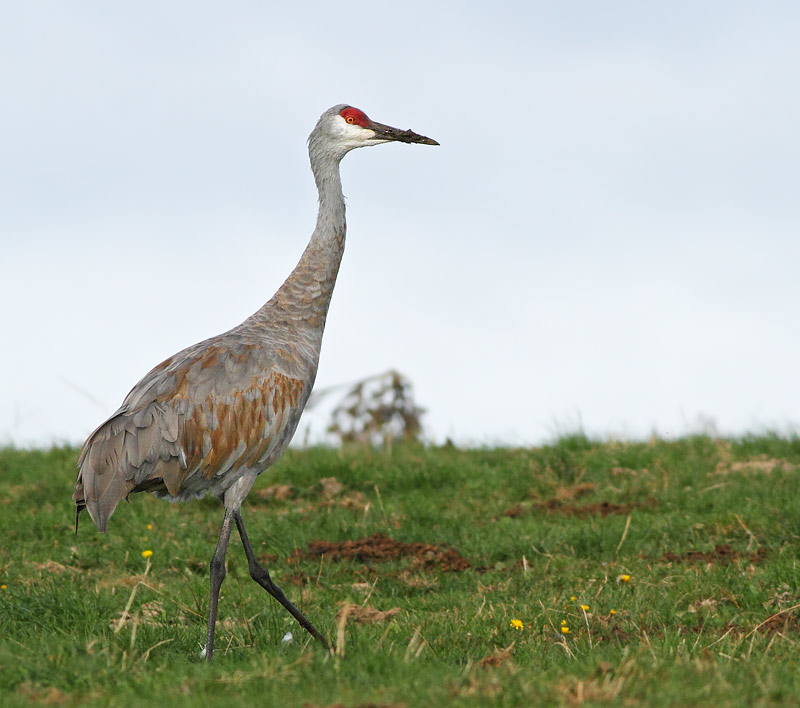 Sandhill Crane