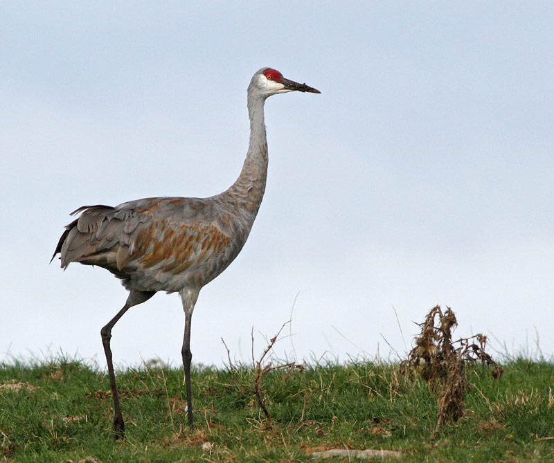 Sandhill Crane