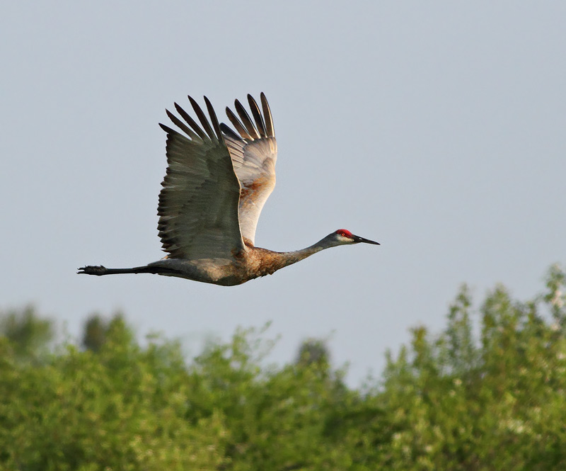 Sandhill Crane